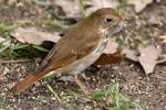 Hermit Thrush