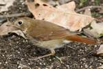 Hermit Thrush