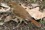 Hermit Thrush