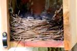 Eastern Bluebird Nest