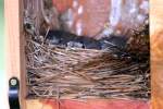 Eastern Bluebird Nest