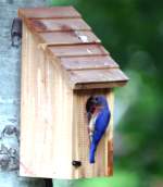 Eastern Bluebird Nest