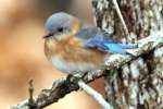 Eastern Bluebird