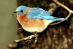 Eastern Bluebird