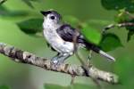 Eastern Bluebird