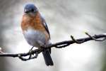 Eastern Bluebird 