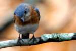 Eastern Bluebird 