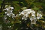 Blackhaw