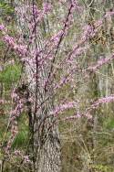 Redbud