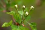 Parsley Hawthorn