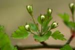 Parsley Hawthorn