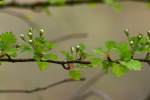 Parsley Hawthorn