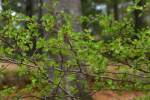 Parsley Hawthorn