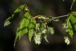 Eastern Hophornbeam