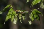 Eastern Hophornbeam