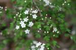 Parsley Hawthorn