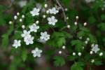 Parsley Hawthorn