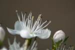 Parsley Hawthorn