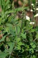 Cream Wild Indigo