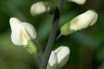 Cream Wild Indigo