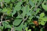 Cream Wild Indigo