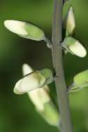 Cream Wild Indigo