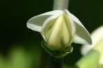 Cream Wild Indigo