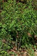 Cream Wild Indigo