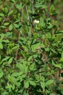 Cream Wild Indigo