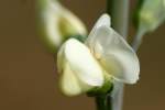 Cream Wild Indigo