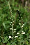 Cream Wild Indigo