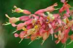 Red Buckeye