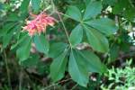 Red Buckeye