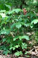 Red Buckeye