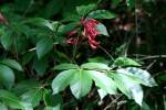 Red Buckeye