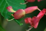 Red Buckeye