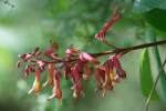 Red Buckeye