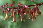 Red Buckeye