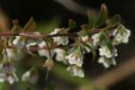 Unidentified Wildflower