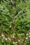 Unidentified Wildflower