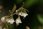 Unidentified Wildflower