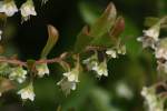 Unidentified Wildflower