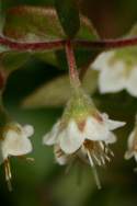 Unidentified Wildflower