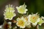 Unidentified Wildflower