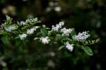 Chinese Privet