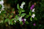 Chinese Privet