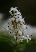 Chinese Privet