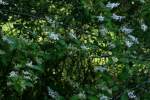 Chinese Privet