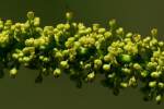 Chinese Tallow