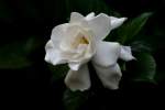 Gardenia